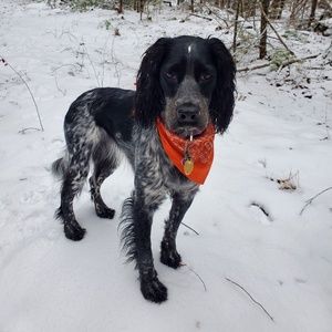 Meet your Posher, Frank